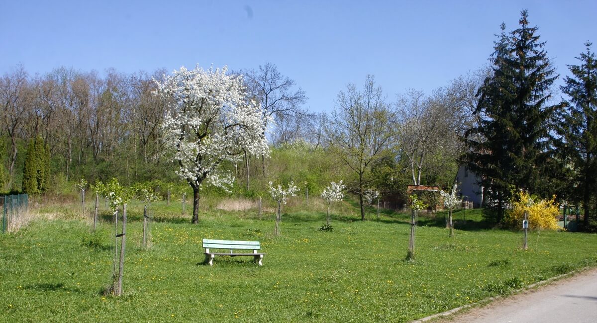 Třešňovka za hřbitovem kvete a dělá radost