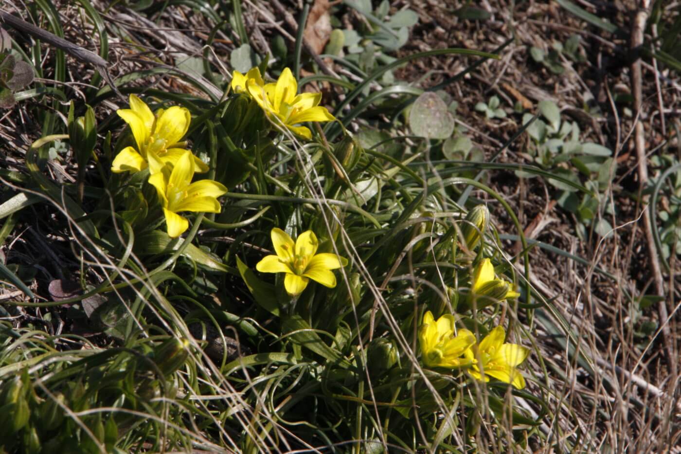 Křivatce již rozkvétají