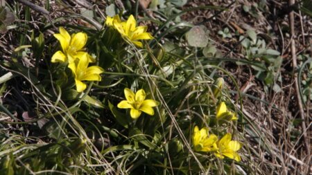 Křivatce již rozkvétají