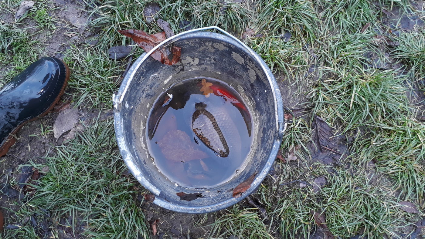 V oblasti potoka pod rybníkem se podařilo zachránit několik ryb