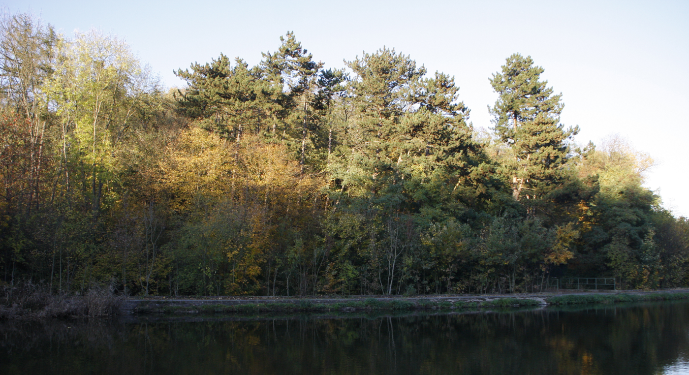 Kůrovec v Chabrech? Les budeme obnovovat