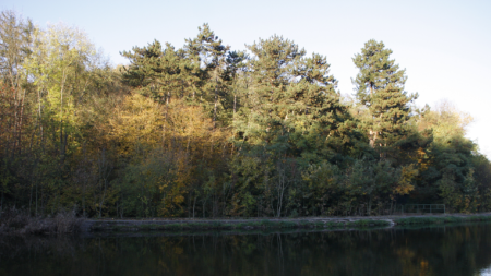 Kůrovec v Chabrech? Les budeme obnovovat