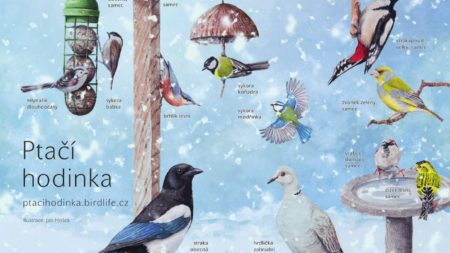 Kdo navštěvuje nejčastěji vaše krmítko?