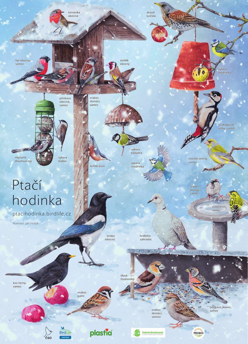 Kdo navštěvuje nejčastěji vaše krmítko?