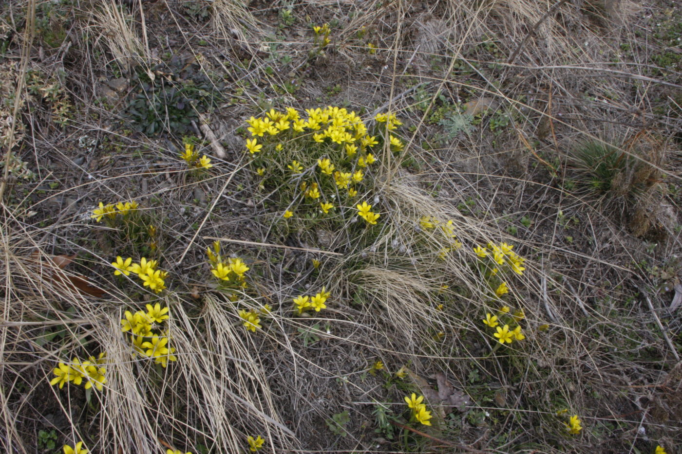 Jarní počasí vyhnalo křivatce do květu