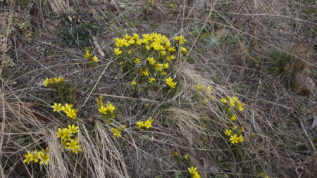 Jarní počasí vyhnalo křivatce do květu